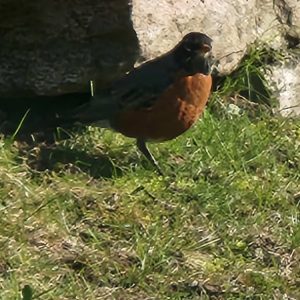 American Robin bird waiting for his morning breakfast